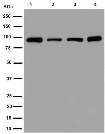 Western blot - Anti-STAT5b antibody [EPR16671] (AB178941)