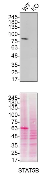 Western blot - Anti-STAT5b antibody [EPR16671] (AB178941)