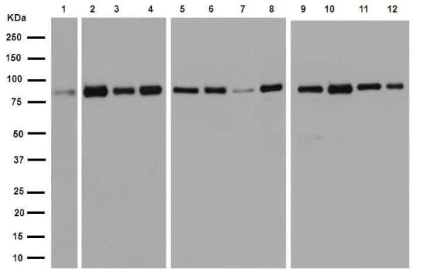 Western blot - Anti-STAT5b antibody [EPR16671] (AB178941)
