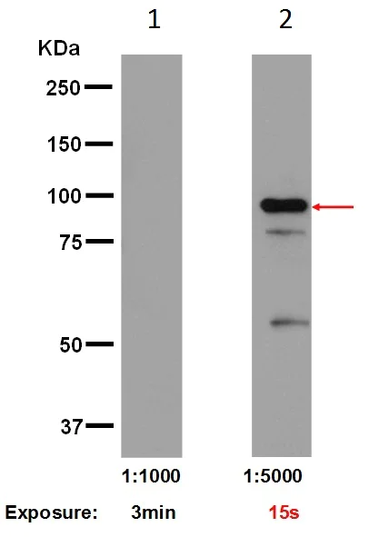 Western blot - Anti-STAT5b antibody [EPR16671] (AB178941)