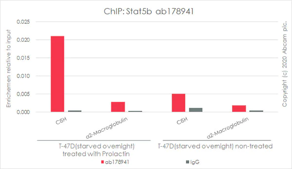 ChIP - Anti-STAT5b antibody [EPR16671] - BSA and Azide free (AB240211)