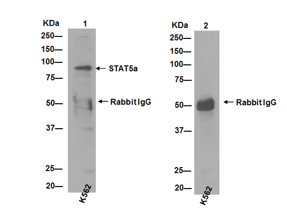 Immunoprecipitation - Anti-STAT5b antibody [EPR16671] - BSA and Azide free (AB240211)