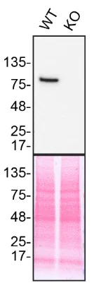 Western blot - Anti-STAT5b antibody [EPR16671] - BSA and Azide free (AB240211)