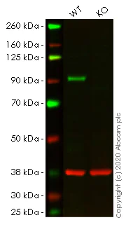 Western blot - Anti-STAT5b antibody [EPR16671] - BSA and Azide free (AB240211)