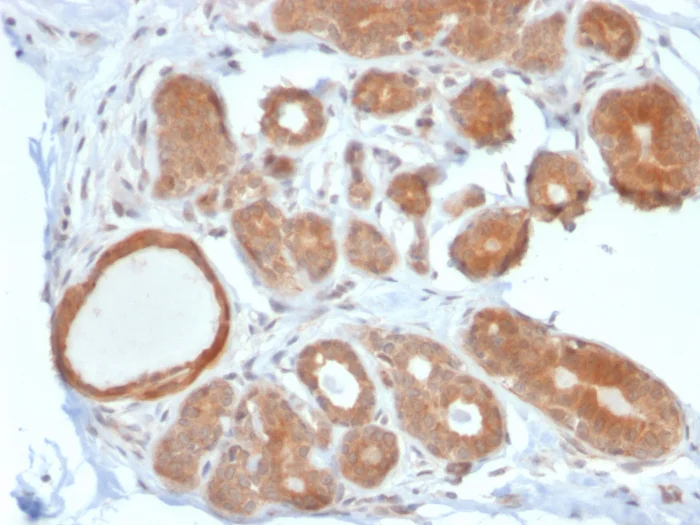 Immunohistochemistry (Formalin/PFA-fixed paraffin-embedded sections) - Anti-STAT5b antibody [STAT5B/2611] (AB268115)