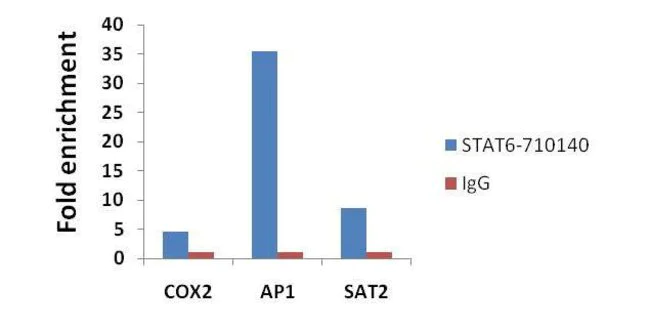 ChIP - Anti-STAT6 antibody [21HCLC] (AB277765)