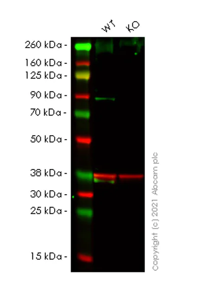 Western blot - Anti-STAT6 antibody [23/Stat6] (AB282107)