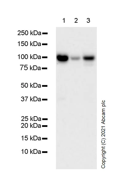 Western blot - Anti-STAT6 antibody [23/Stat6] (AB282107)