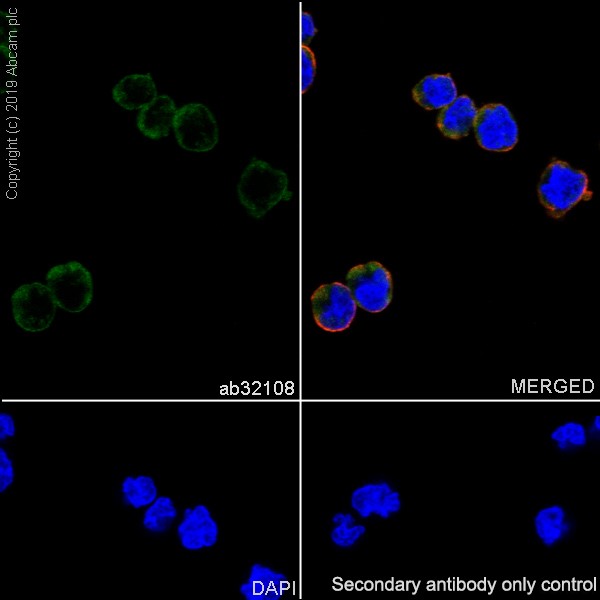 Immunocytochemistry/ Immunofluorescence - Anti-STAT6 antibody [E265] (AB32108), expandable thumbnail