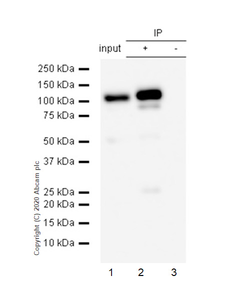 Immunoprecipitation - Anti-STAT6 antibody [E265] (AB32108), expandable thumbnail