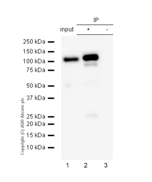 Immunoprecipitation - Anti-STAT6 antibody [E265] - BSA and Azide free (AB247230)