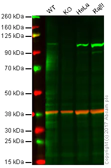 Western blot - Anti-STAT6 antibody [E265] - BSA and Azide free (AB247230)