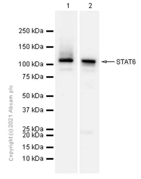 Western blot - Anti-STAT6 antibody [E265] - BSA and Azide free (AB247230)