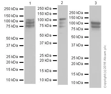 Western blot - Anti-STAT6 antibody [EPR18278-222] - BSA and Azide free (AB251555)