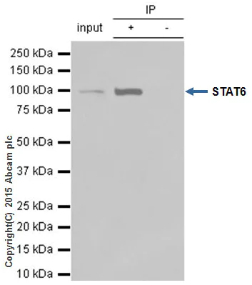 Immunoprecipitation - Anti-STAT6 antibody [YE361] (AB32520)