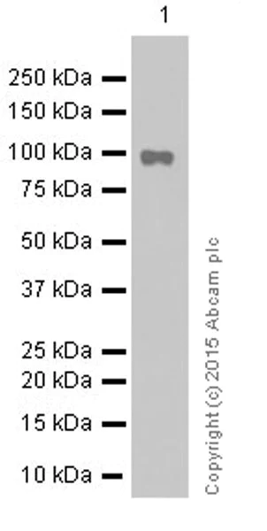 Western blot - Anti-STAT6 antibody [YE361] (AB32520)