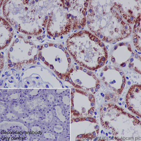 Immunohistochemistry (Formalin/PFA-fixed paraffin-embedded sections) - Anti-STAT6 antibody [YE361] - BSA and Azide free (AB215995), expandable thumbnail