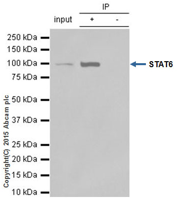 Immunoprecipitation - Anti-STAT6 antibody [YE361] - BSA and Azide free (AB215995), expandable thumbnail