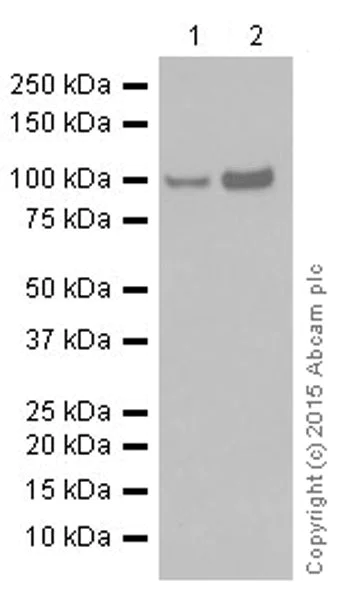 Western blot - Anti-STAT6 antibody [YE361] - BSA and Azide free (AB215995)
