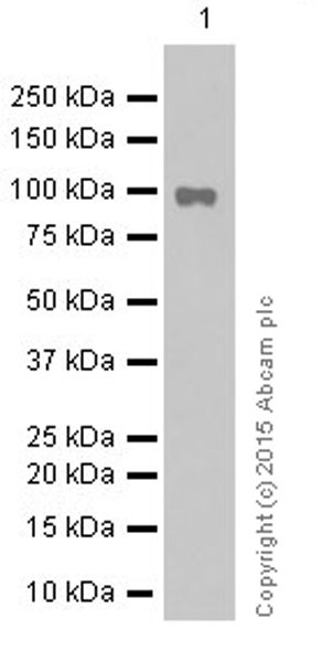 Western blot - Anti-STAT6 antibody [YE361] - BSA and Azide free (ab215995), expandable thumbnail
