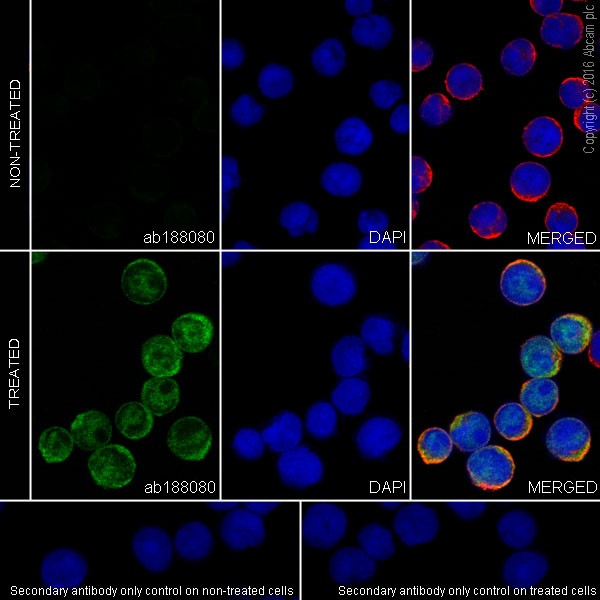 Immunocytochemistry/ Immunofluorescence - Anti-STAT6 (phospho Y641) antibody [EPR18278-265] (AB188080), expandable thumbnail