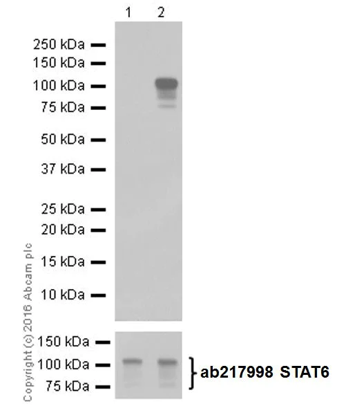 Western blot - Anti-STAT6 (phospho Y641) antibody [EPR18278-265] (AB188080)
