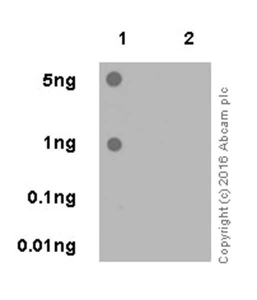 Dot Blot - Anti-STAT6 (phospho Y641) antibody [EPR18278-265] - BSA and Azide free (AB223128)