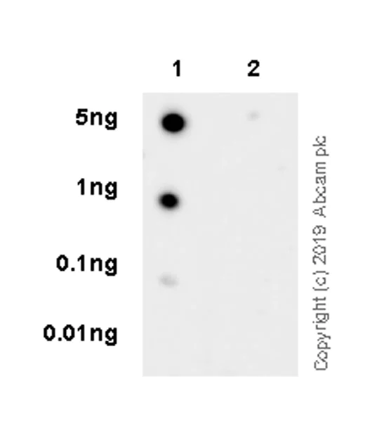Dot Blot - Anti-STAT6 (phospho Y641) antibody [EPR22599-52] - BSA and Azide free (AB263949)