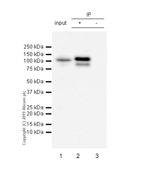 Immunoprecipitation - Anti-STAT6 (phospho Y641) antibody [EPR22599-52] - BSA and Azide free (AB263949)