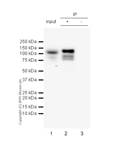 Immunoprecipitation - Anti-STAT6 (phospho Y641) antibody [EPR22599-52] - BSA and Azide free (AB263949)