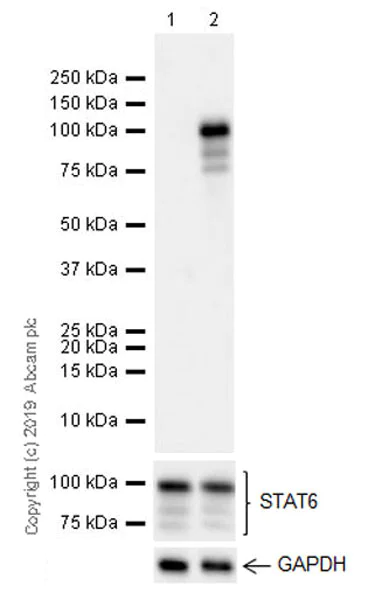 Western blot - Anti-STAT6 (phospho Y641) antibody [EPR22599-52] - ChIP Grade (AB235591)