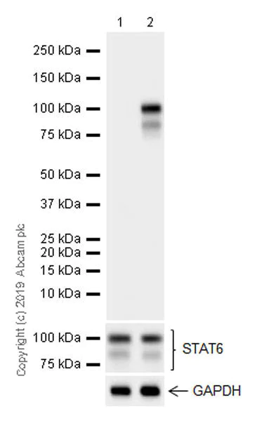 Western blot - Anti-STAT6 (phospho Y641) antibody [EPR22599-52] - ChIP Grade (AB235591)