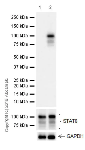 Western blot - Anti-STAT6 (phospho Y641) antibody [EPR22599-52] - ChIP Grade (AB235591)