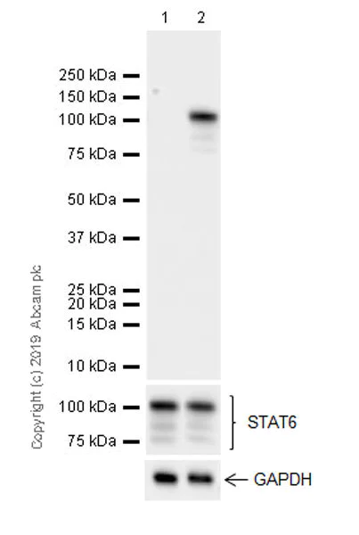 Western blot - Anti-STAT6 (phospho Y641) antibody [EPR22599-78] (AB263947)