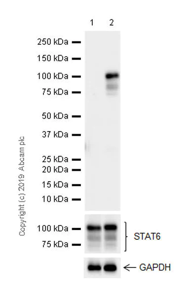 Western blot - Anti-STAT6 (phospho Y641) antibody [EPR22599-78] (AB263947)