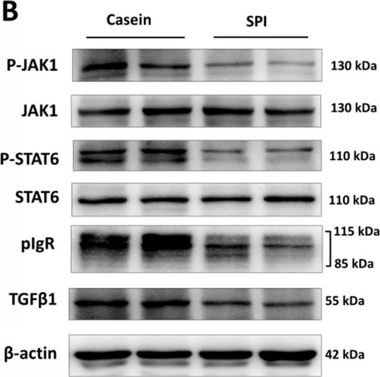 Western blot - Anti-STAT6 (phospho Y641) antibody [EPR22599-78] (ab263947), expandable thumbnail