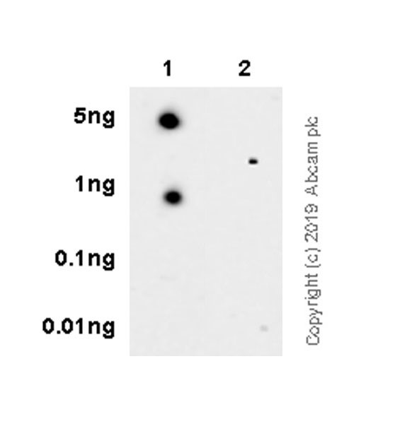 Dot Blot - Anti-STAT6 (phospho Y641) antibody [EPR22599-78] - BSA and Azide free (AB263950), expandable thumbnail