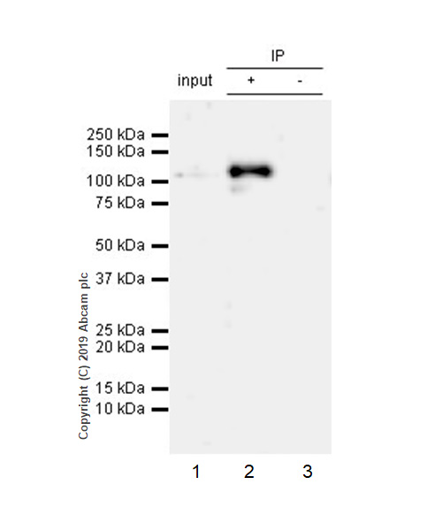 Immunoprecipitation - Anti-STAT6 (phospho Y641) antibody [EPR22599-78] - BSA and Azide free (AB263950), expandable thumbnail