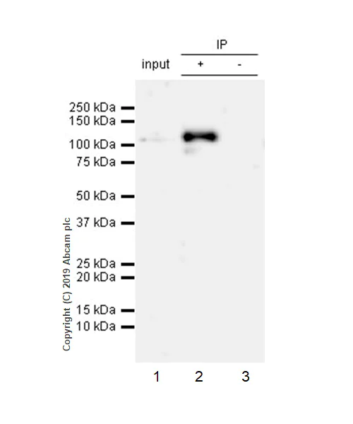 Immunoprecipitation - Anti-STAT6 (phospho Y641) antibody [EPR22599-78] - BSA and Azide free (AB263950)