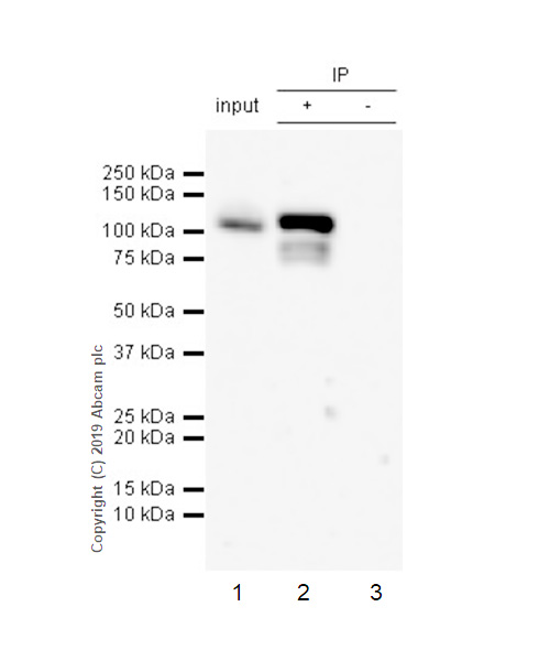 Immunoprecipitation - Anti-STAT6 (phospho Y641) antibody [EPR22599-78] - BSA and Azide free (AB263950), expandable thumbnail