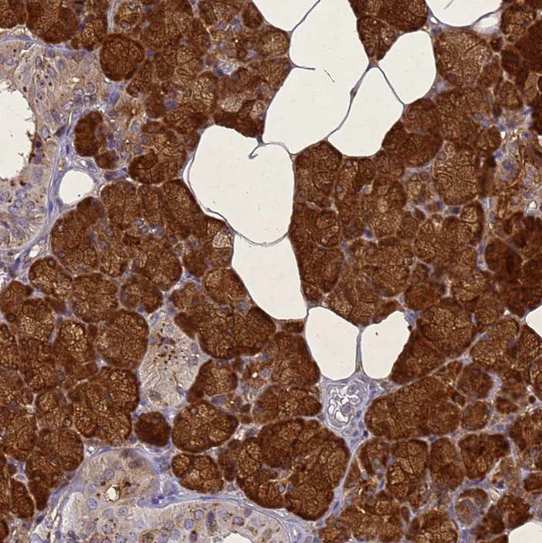 Immunohistochemistry (Formalin/PFA-fixed paraffin-embedded sections) - Anti-Statherin antibody (AB254889)