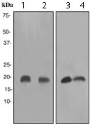 Western blot - Anti-Stathmin 1 antibody [EP1572] - BSA and Azide free (AB284789)