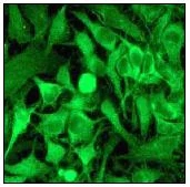 Immunocytochemistry/ Immunofluorescence - Anti-Stathmin 1 antibody [EP1573Y] (AB52630)