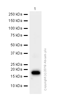 Western blot - Anti-Stathmin 1 antibody [EP1573Y] (AB52630)