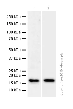 Western blot - Anti-Stathmin 1 antibody [EP1573Y] (AB52630)