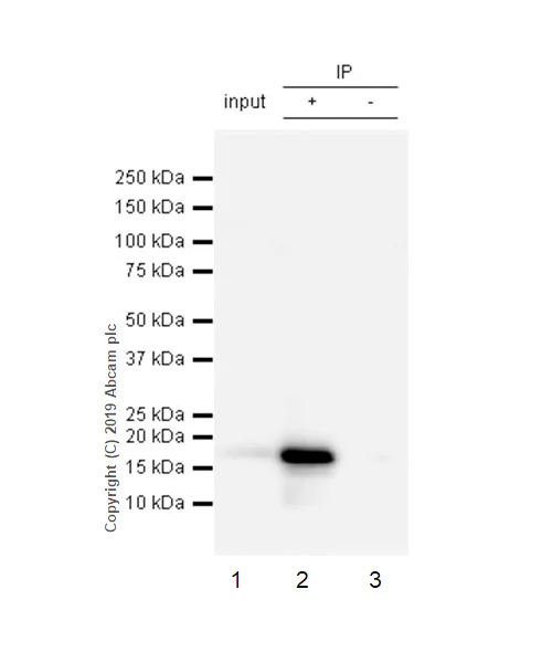 Immunoprecipitation - Anti-Stathmin 1 antibody [EP1573Y] - BSA and Azide free (AB221017)