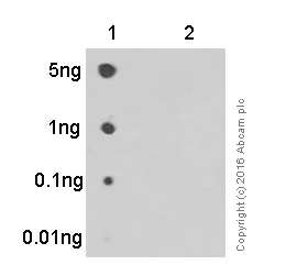 Dot Blot - Anti-Stathmin 1 (phospho S63) antibody [EPR1574] (AB76583)