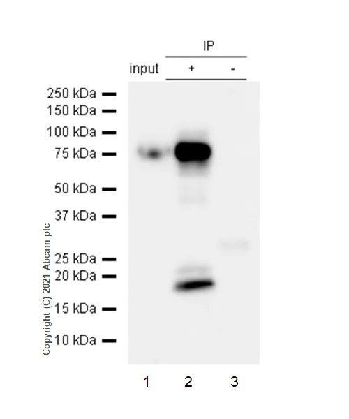 Immunoprecipitation - Anti-Stathmin 1 (phospho S63) antibody [EPR1574] - BSA and Azide free (AB239888)
