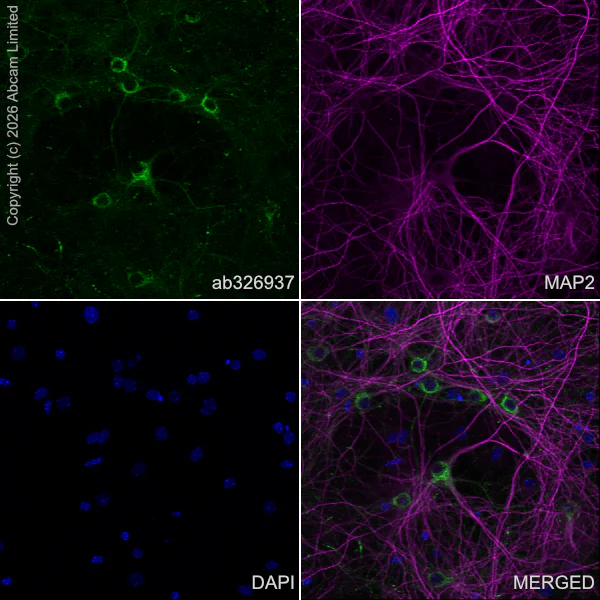 Immunocytochemistry/ Immunofluorescence - Anti-Stathmin-2/STMN2 antibody [EPR31028-544] - BSA and Azide free (AB328102)