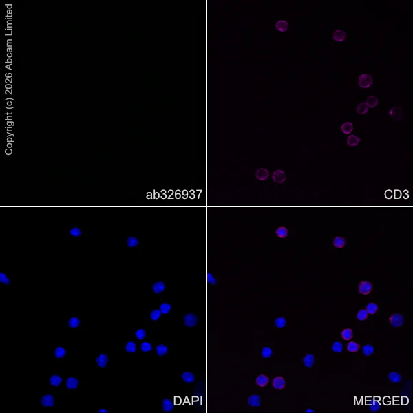 Immunocytochemistry/ Immunofluorescence - Anti-Stathmin-2/STMN2 antibody [EPR31028-544] - BSA and Azide free (AB328102)